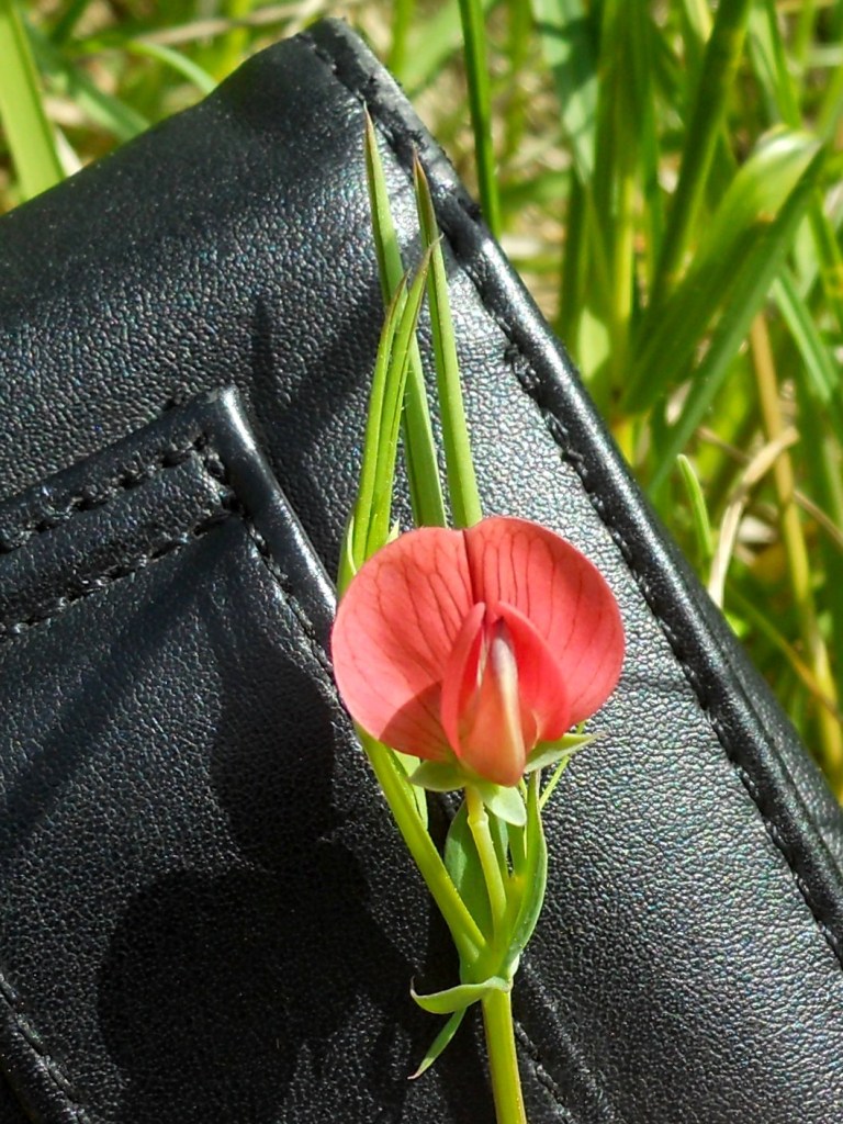 Lathyrus cicera